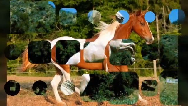 Всякие лошади. смотреть онлайн