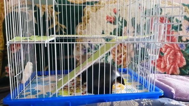 29/23 Ревизия наборов / Крысы / Новая игольница (16 июля - 22 июля 2023 год) смотреть онлайн