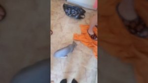 Бессмертный карась._.' они ещё будут на сковороде прыгать.....