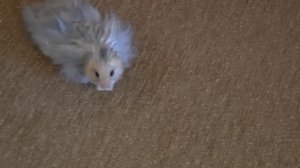 Длинношерстный сирийский хомяк