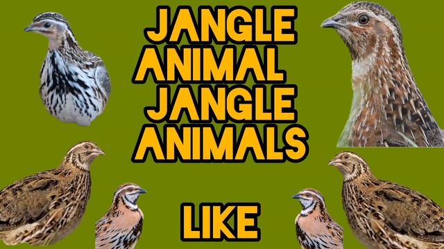 Batair ki awaz Quail sounds mix chinka doghla