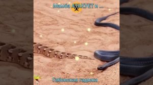 МАМБА АТАКУЕТ ... ГАБОНСКУЮ ГАДЮКУ