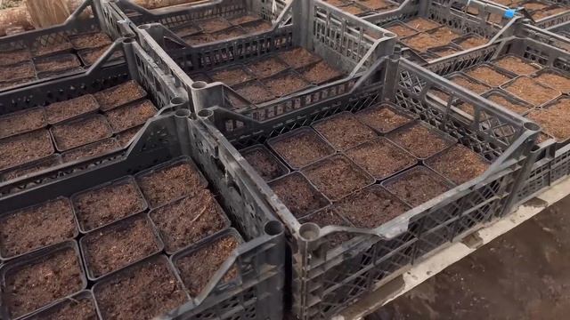 Як сіяти огірки на розсаду ? Огірки в теплиці