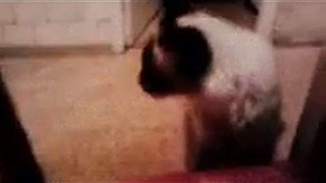 Котята играют в футбол) смотреть онлайн