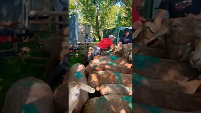 ARASHAN ALA-TOO Выставка Талас смотреть онлайн