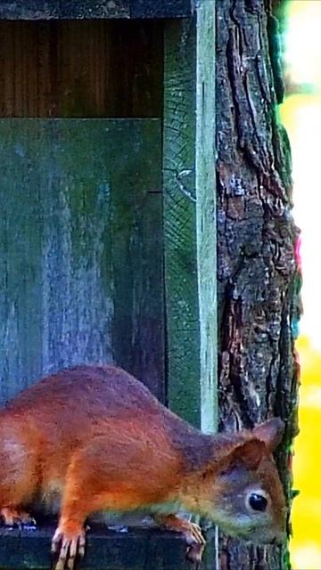 НАСТОРОЖЕННОСТЬ  \  ALERTNESS #birds #природа #squirrel