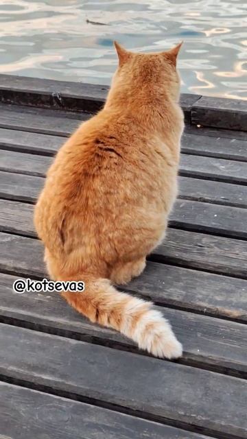 Хорошо рыбачит  Коткрасавчик такой #КотыСевастополя