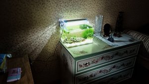 Аквариум для Марии