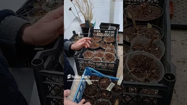 5 февраля 2025 г.
Закончила посадку георгинов бордюрных.