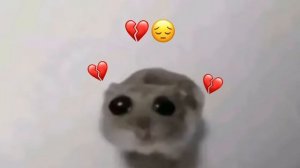 Грустный хомяк