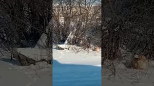 бешеная лиса ,в деревне.видео без звука.лисёнок