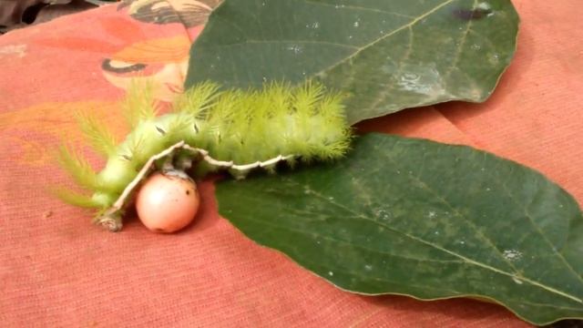 Lagarta de Fogo (Automeris Sp.) смотреть онлайн