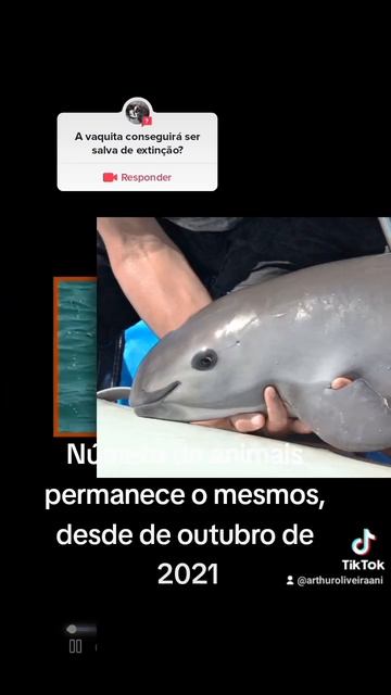 O número de vaquita ainda é de 10 animais смотреть онлайн