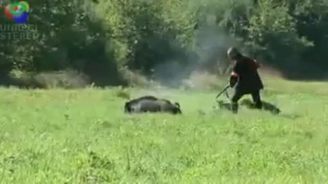 напад кабана смотреть онлайн