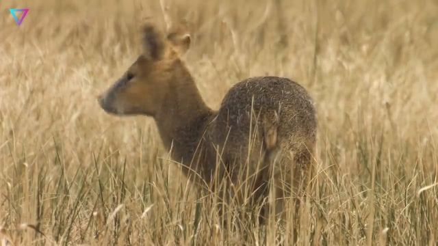  Самые странные животные на планете Земля. Документальный фильм о животных