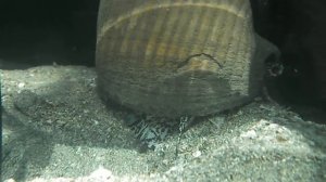 Tonna galea crawling