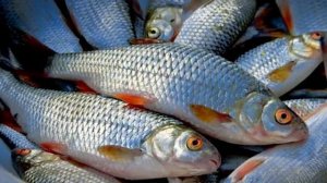 Тушда балиқ кўрса