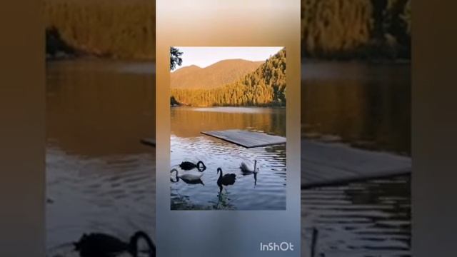 Лебеди - образец гармонии