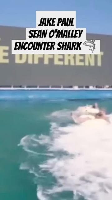 JAKE PAUL & SEAN O'MALLEY ENCOUNTER SHARK 🦈 😮🌊 #jakepaul #seanomalley #mma #boxing #viralvideo #ufc