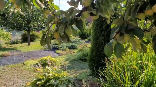 Астильба отцвела 2024 и по совместительству облако ивы Хакура Нишики. смотреть онлайн