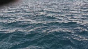 Кит в Териберке