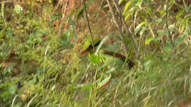 Common Green Magpie @ Camp Sparrow Jeolikote