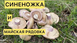 Вы только посмотрите на эти РЯДЫ ГРИБОВ! Рядовка лиловоногая и рядовка майская