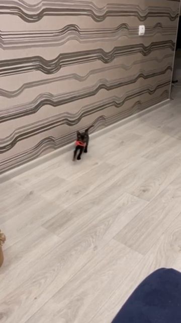 Котёнок Рекс, как собачка 😂 #корнишрекс#дрессировка#кот#cat#tabbycat#CornishRex#смешнойкот