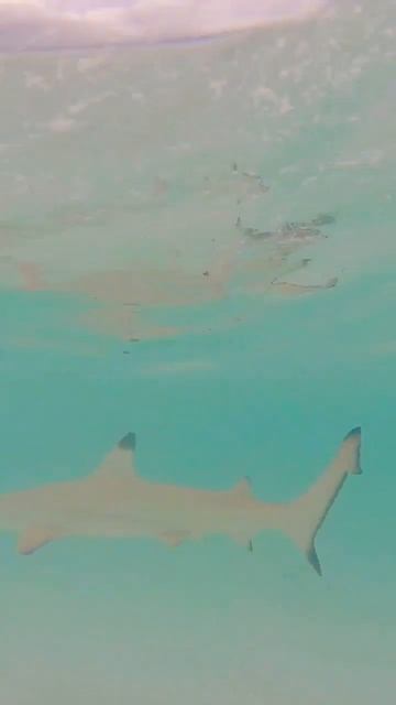 Baby Shark at Maldives👶 🦈 #maldives #diving #shark #baby #cuteanimals #travelvlog смотреть онлайн