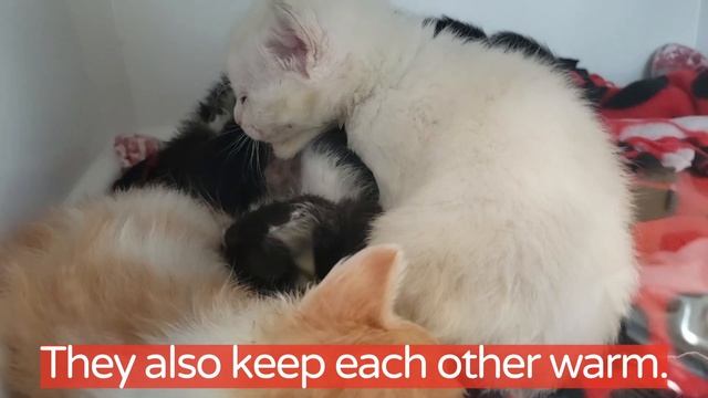 Kittens: A Hot Mess смотреть онлайн