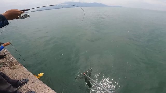 UMPAN RAHSIA ROTI DAN UDANG KERING UNTUK MEMANCING LOBAN DAN TAMOK смотреть онлайн