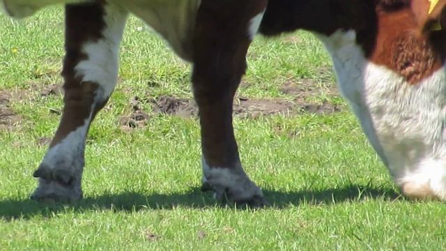 Yellow Wagtail - man Engelse Kwikstaart - Will Schep смотреть онлайн