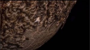 Семя конопли в увеличенном виде