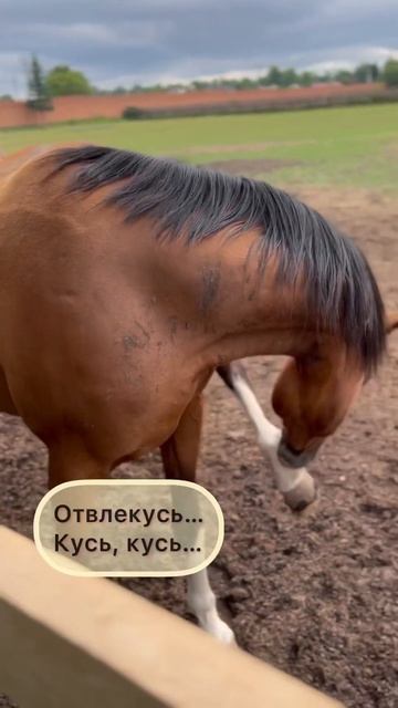 #лошади срочное дело!