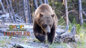 National Parks Traveler Podcast | Parks as Founts of Wildlife