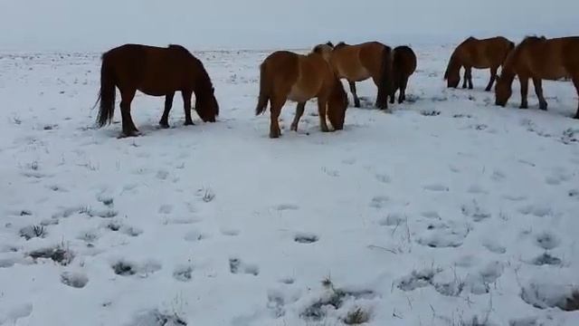 Мугалжарские лошади Мұғалжар жылқысы