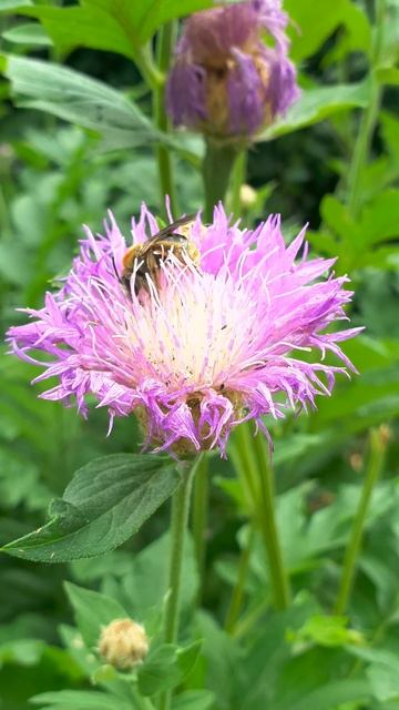 Кто-нибудь может определить вид этой пчелы? смотреть онлайн