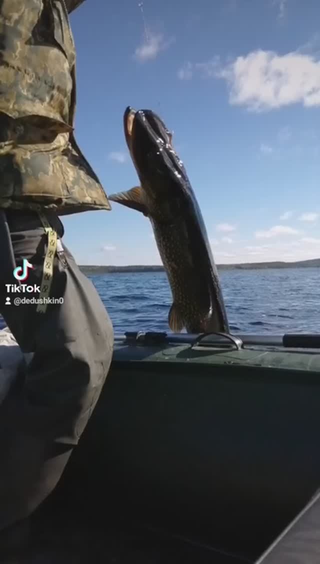 ЩУКА