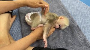 Mother takes care of baby monkey Abi every sleep