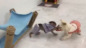 Милая обезьянка играет с собачкой