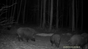 В фотоловушки в лесах Ульяновской области попали косули, кабаны и лось