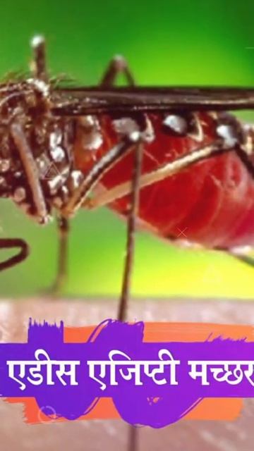 मच्छर आखिर खून क्यों चूसते हैं । Why Do Mosquitoes Suck Blood? । Unlimited Gyan #Shorts #Fact смотреть онлайн