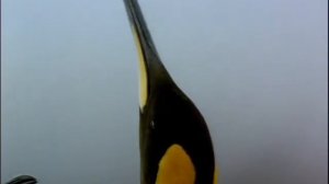 Королевский пингвин