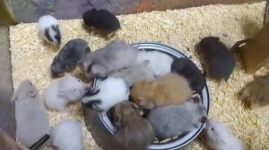 Много сирийских хомячков