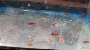 Мальки тернеции 1 месяц