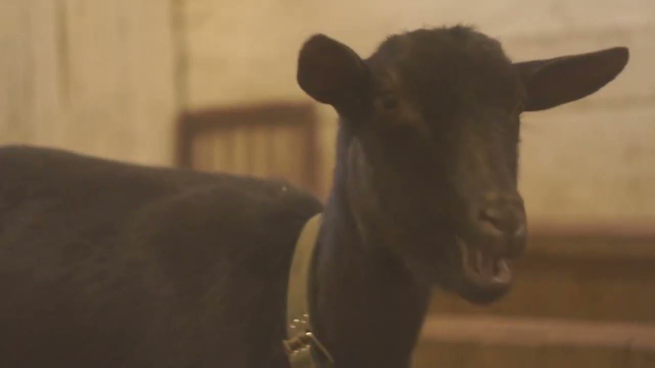 Коровник Псково-Печерского монастыря. Архивное видео, 2020 год. смотреть онлайн