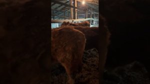 Ферма Золотой Бычок в прямом эфире!