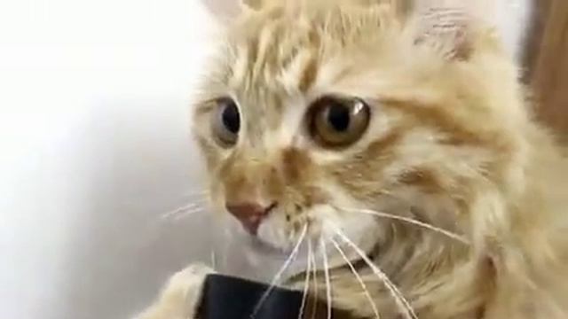 Кот и пылесос смотреть онлайн