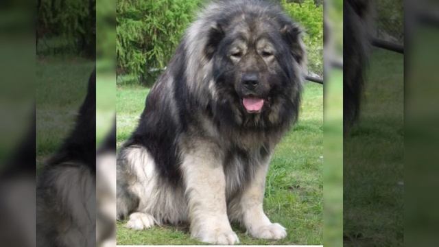 Грузинский волкодав Грузинский нагази смотреть онлайн