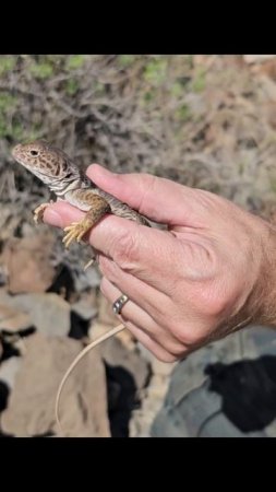 Eastern Collared Lizard #herping #reptiles #lizard